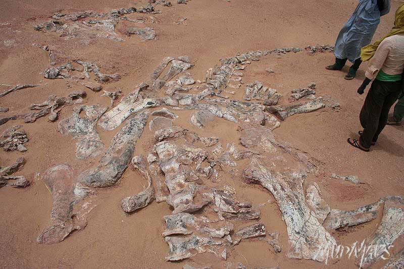 Mud Maps Africa Agadez dinosaur bones 3371